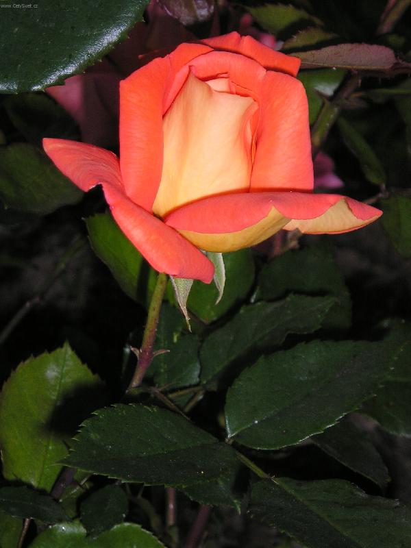 Foto: ve�ern� r��e-foto skalkov� r��e p�ed z�padem slunce