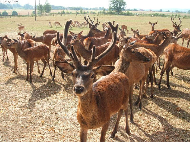 Foto: jeleni-neskute�n� kr�sa jelen�