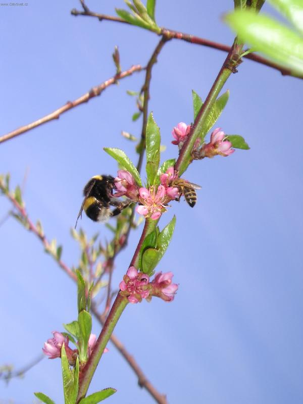 Foto: spole�n� hostina-vzorn� spolupr�ce p�i pln�n� sv�ch �kol�