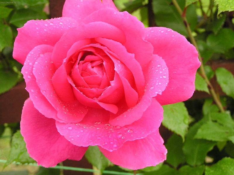 Foto: R��e po de�ti