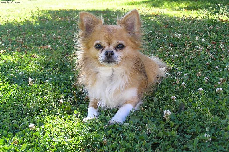 Foto: Yukki model-Yukki si u��v� slune�n�ho dne na zahrad�