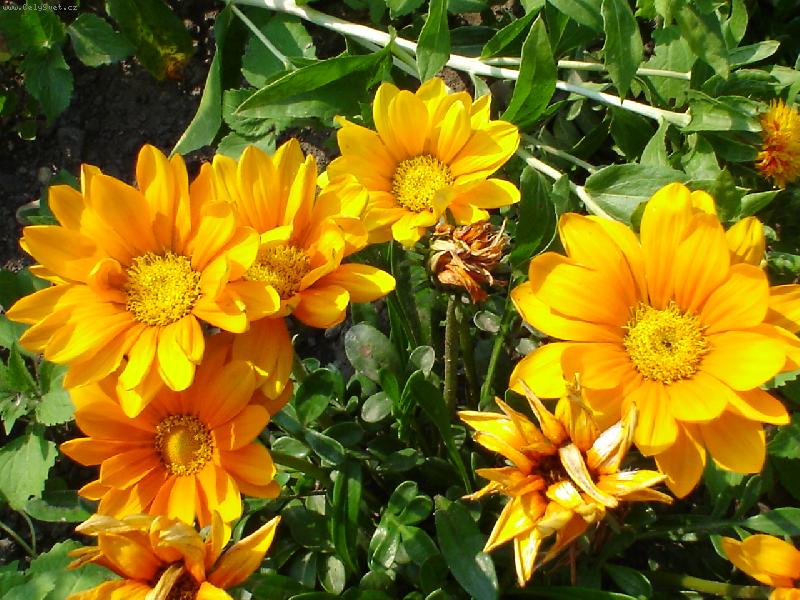 Foto: L�to v zahrad�