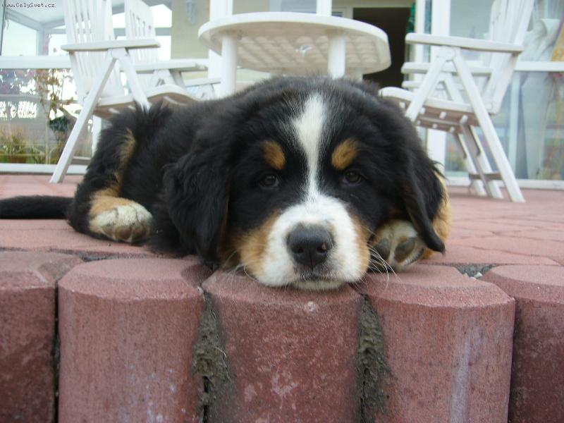 Foto: Na�e Belinka-To je pohoda.