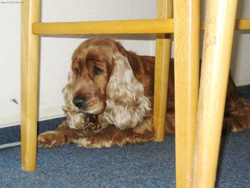 Foto: schov�van� p�ed vos�m vet�elcem