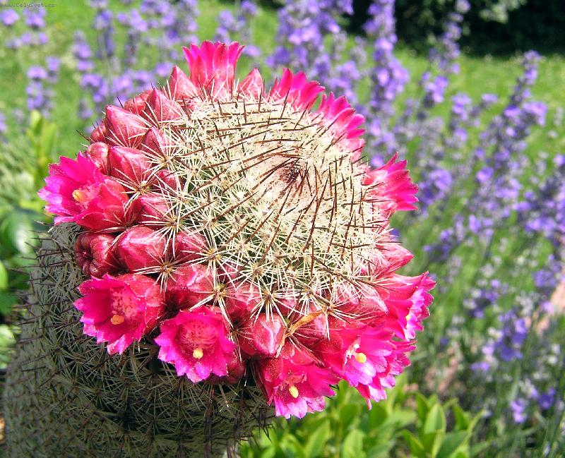 Foto: Rozkvetl� kaktus