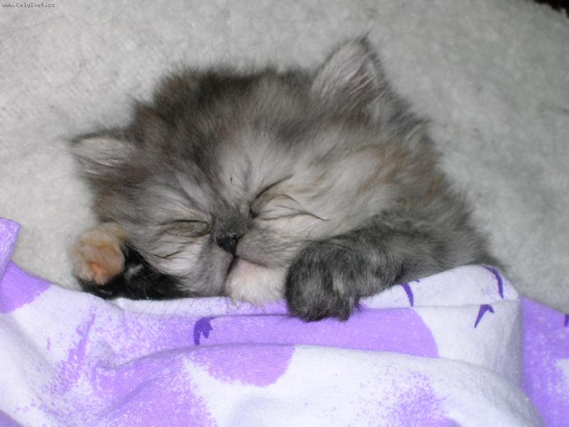 Foto: Nikinka-Sladk� sny