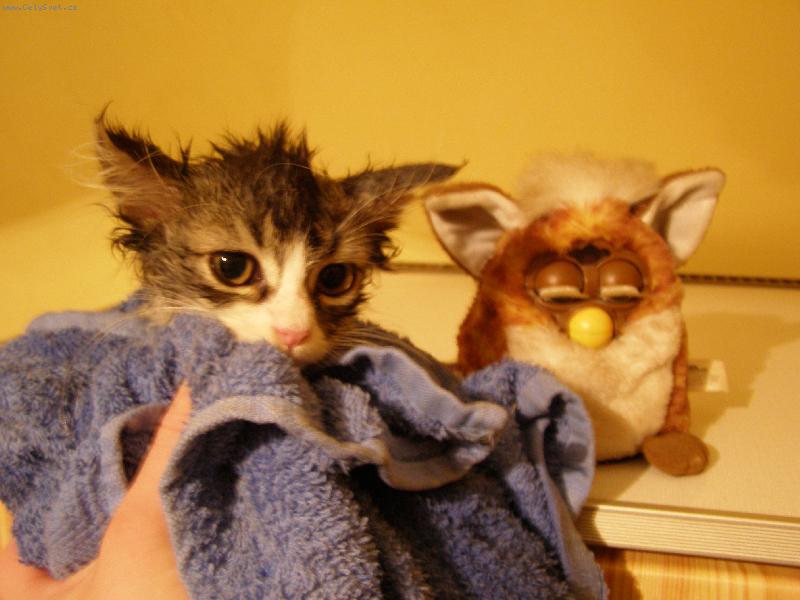 Foto: ��ma a Jef�k po koup�n�