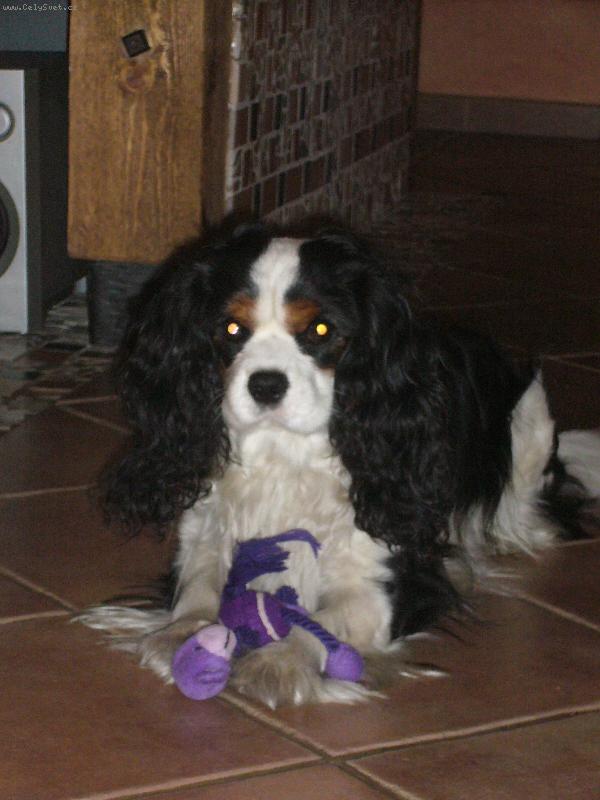 Foto: M�j pejsek Robbie-Tady neco kou�e a hraje si...