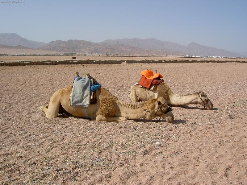 Foto: Velbloudi v Dahabu,Egypt-velbloudi u b�ehu p�ed kor�lov�m �tesem,Dahab