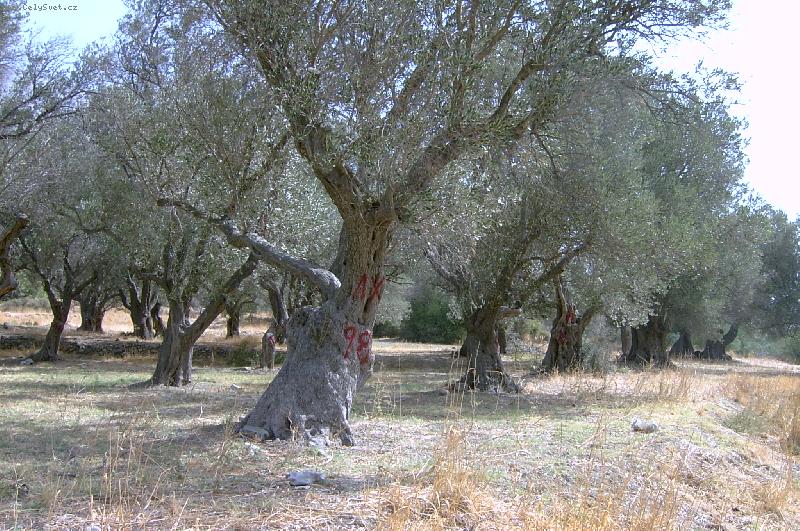 Foto: Star� olivy u Timbaki,Kr�ta-Olivov� h�j u Timbaki