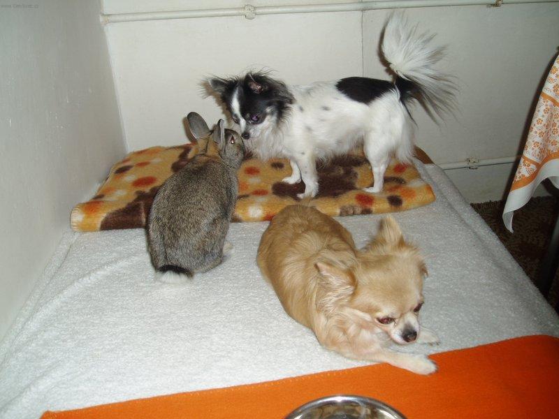 Foto: Mezidruhov� komunikace-Copak si asi �u�kaj�...?