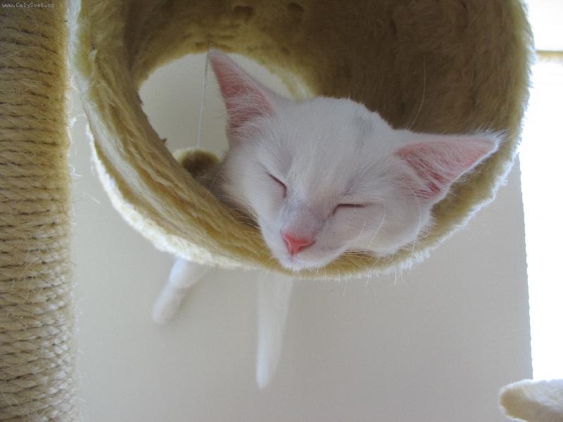 Foto: Spinkaj�c� and�lek-Tohle je moje men�� m�oukaj�c� stvo�en��ko zrovna kdy� spink� :o)