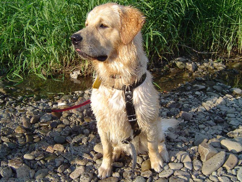 Foto: portr�t-ro�n� pes MAX