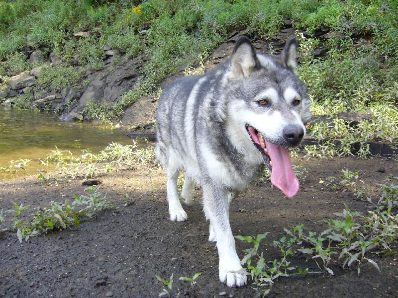 Foto: Osv�en�...-Rony -osv�en� vodou :-)