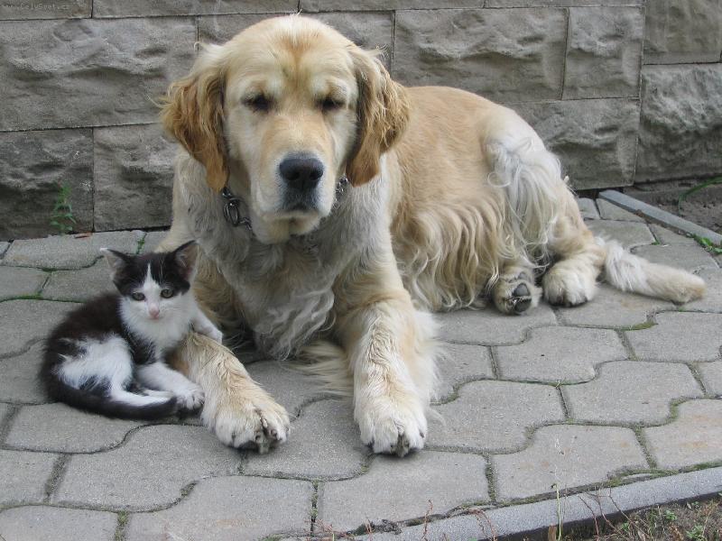 Foto: Ps� m�ma-n�hodn� po��zen� fote�ka dvou p��tel