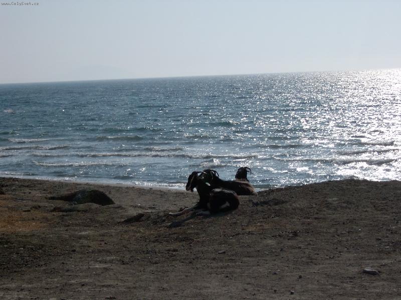 Foto: pl� pro ka�d�ho..-Kozy na Rhodosu