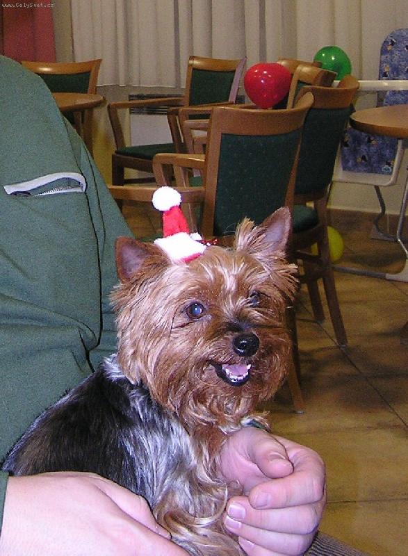 Foto: vesel� silvestr