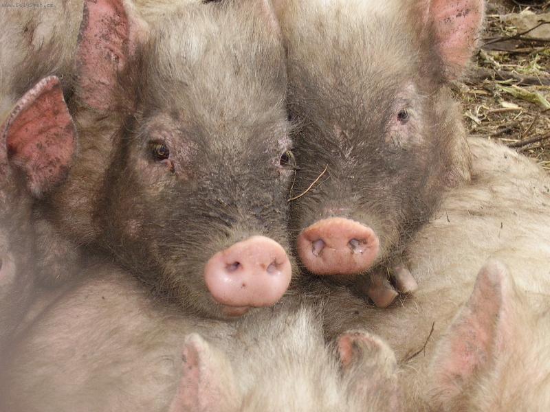 Foto: �un�ci-Mal� pras�tka