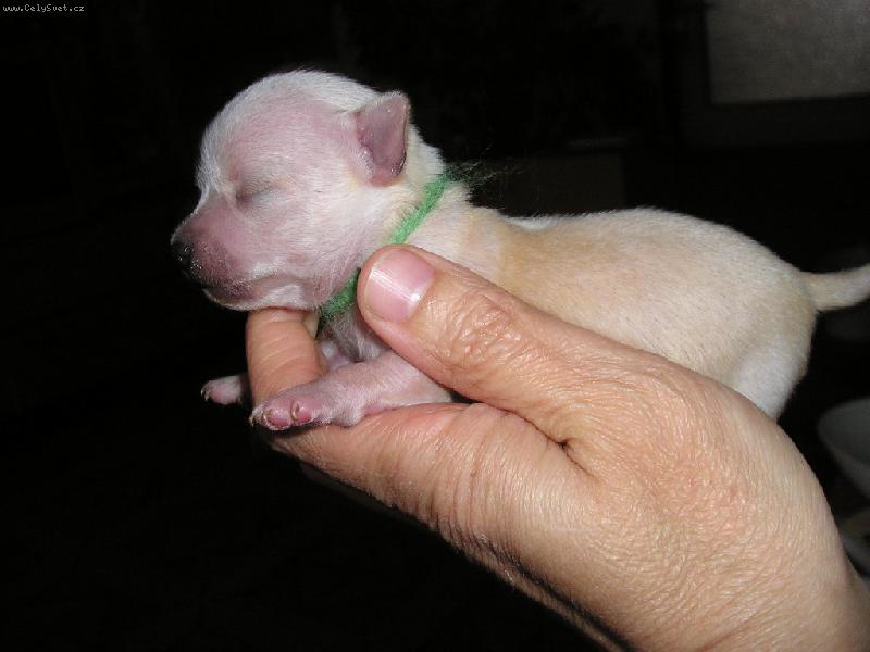 Foto: I tohle bude pes !!!