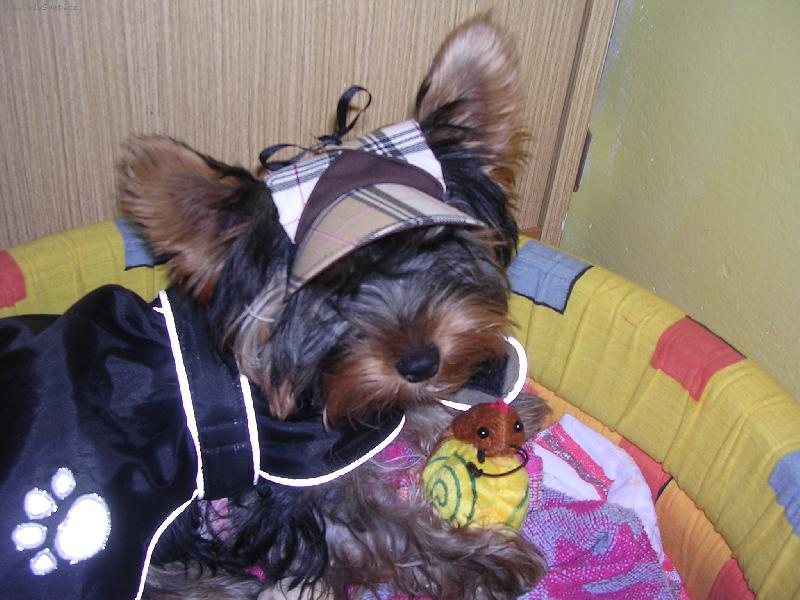 Foto: Spik� s �epi�kou a hra�kou-to je na�e zlobidlo v pel�ku