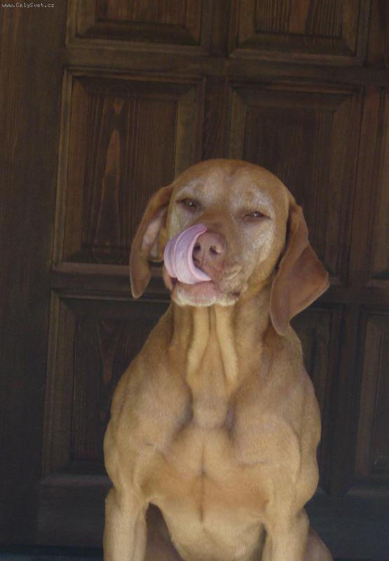 Foto: "Bych T� l�skou sn�d"-Goro Nimrod z �ejkovic