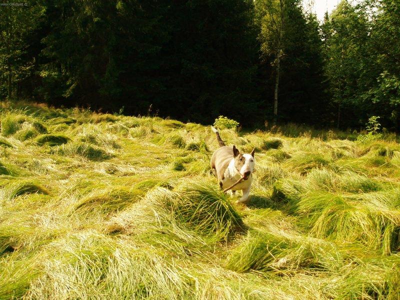 Foto: Na pol�t���ch-Spolucestovatelka se zavazadlem