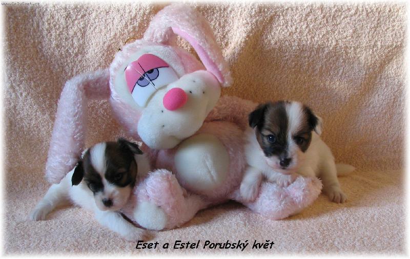 Foto: Eset a Estel Porubsk� kv�t-m�me m�s�c:-)