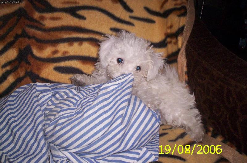 Foto: Gesinka-A p�ece to rozkou�u...:-))