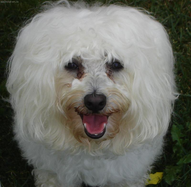 Foto: Den�sek-Jsem kr�l zv��at!!M�m h��vu hez�� ne� lev.....