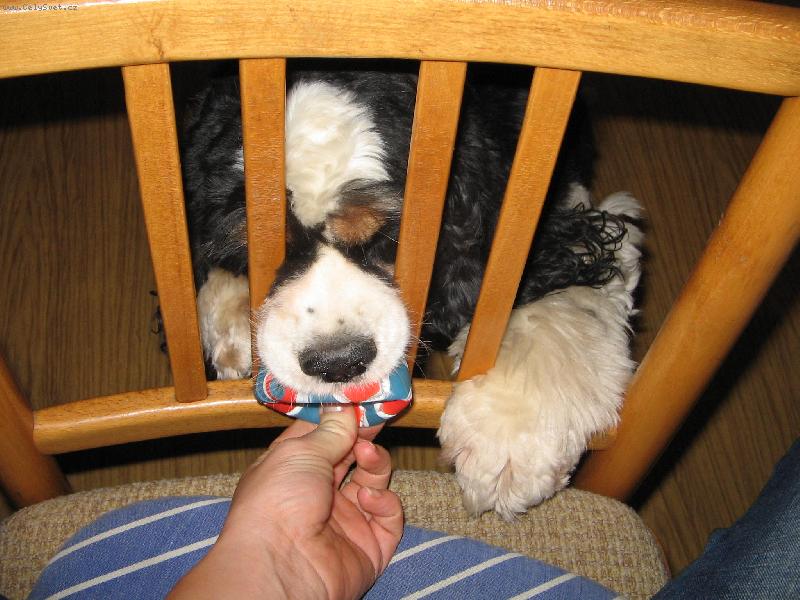 Foto: kdo si hraje,nezlobi..-muj pejsek mi chtel vzit balonek..ale nevesel se mezi planky u zidle