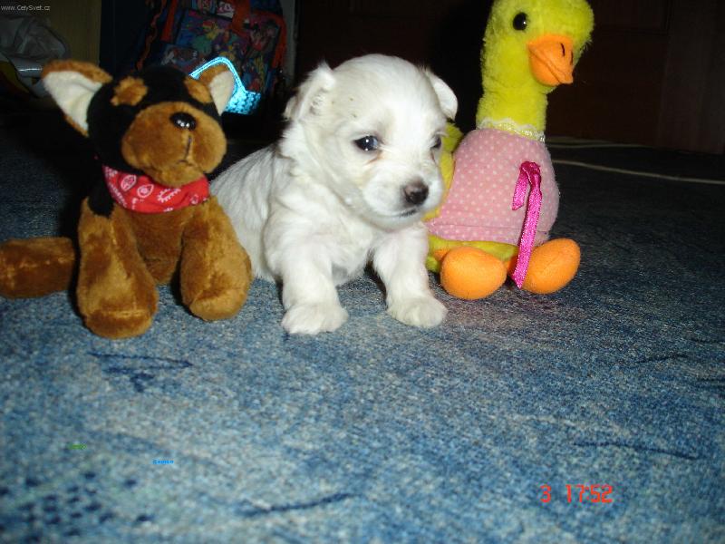 Foto: 4 t�den� maltez��ek-Je �iv� a nebo s ply�e?