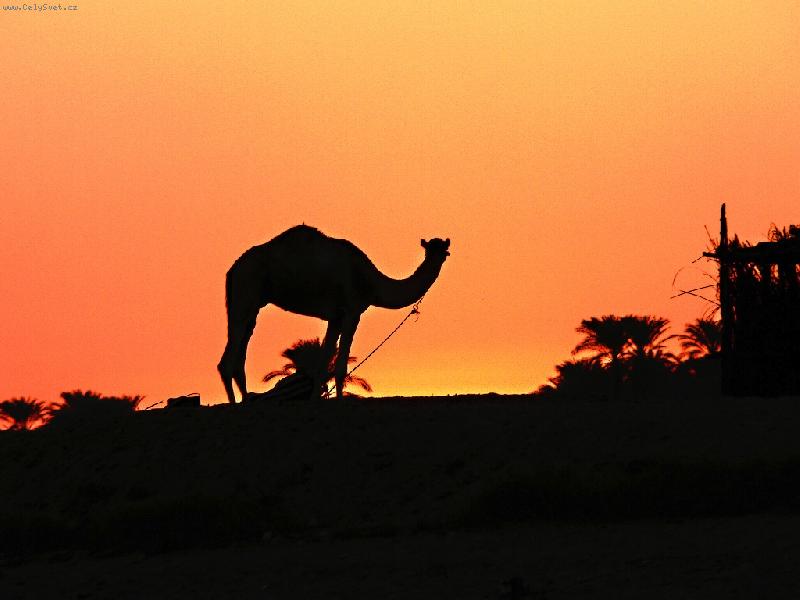 Foto: Camel-Kdy� zapadalo slunce na drh�m b�ehu Nilu, .....