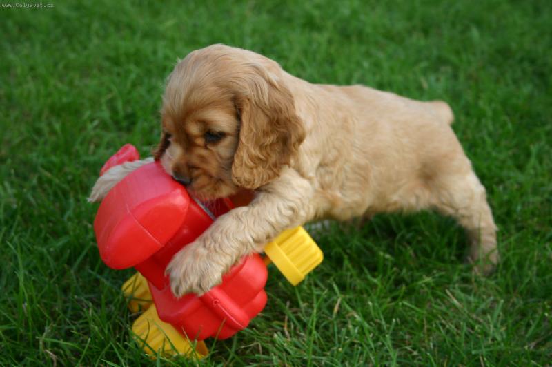 Foto: Fathi-�as hran�