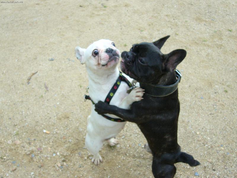 Foto: Blueberry-Jak se tan�� plou��k :-)