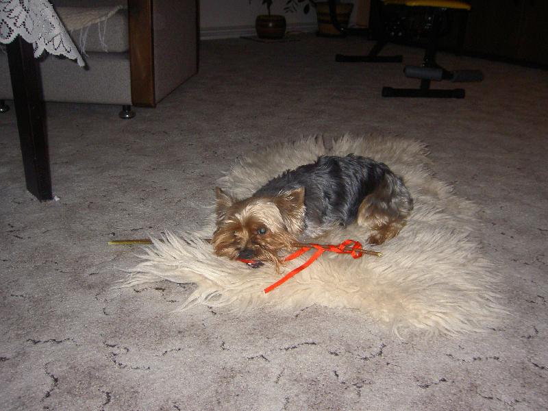 Foto: Vesel� Velikonoce-Ty Velikonoce mi daly zabrat.