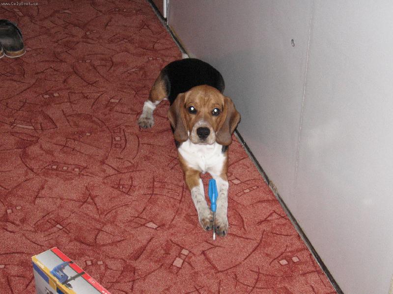 Foto: dingo mont�r-pot�ebuje� n�co za�roubovat?