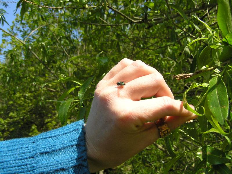 Foto: poledn� siesta-Krotk� moucha