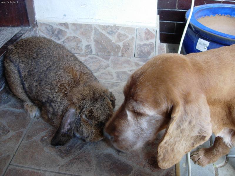 Foto: Charlei-muj mil��ek s kr�l�kem