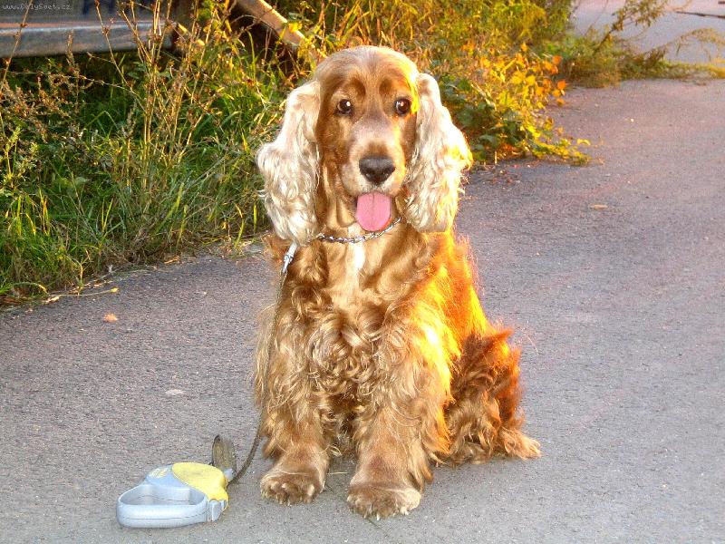 Foto: Opravdu zlat� kok��k