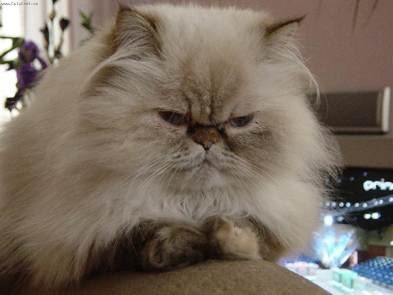 Foto: moje zlat��ko-neru�it p�em��l�m : bude ryba nebude ryba