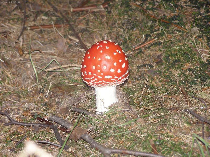 Foto: Muchom�rka �erven�-kdo ��kal, �e nejsem kr�sn�?