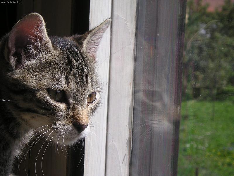 Foto: Sam kouk� ven-r�d se d�v�m na pt��ky....