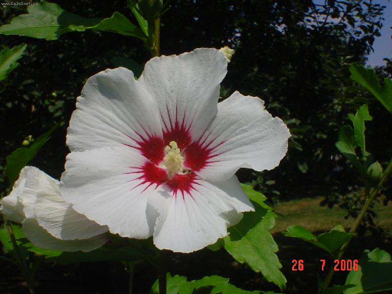 Foto: Ibi�ek zahradn�-Sony DSCV-P20