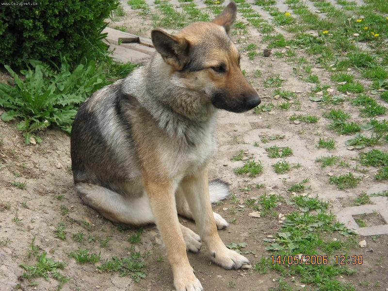 Foto: zamy�len� pes-zamy�len� pes