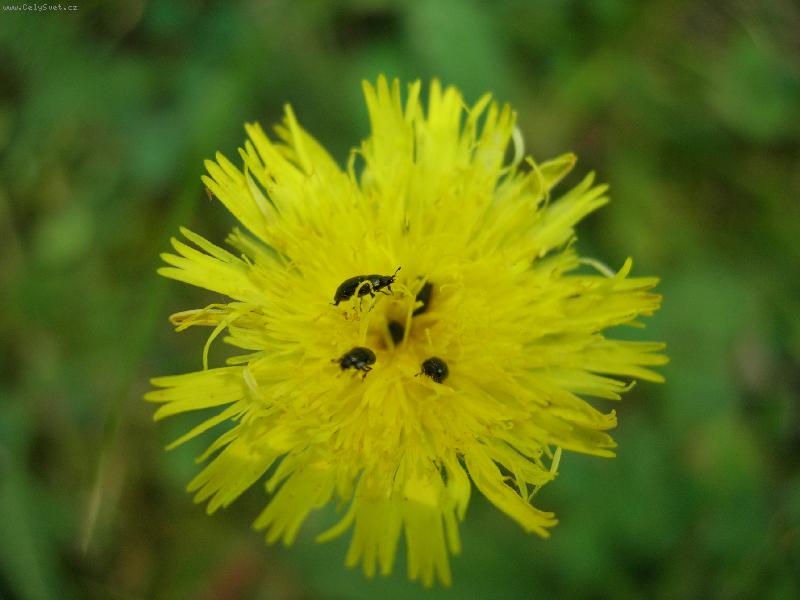 Foto: chovatelka brou�k�-srpen 2006 r�no