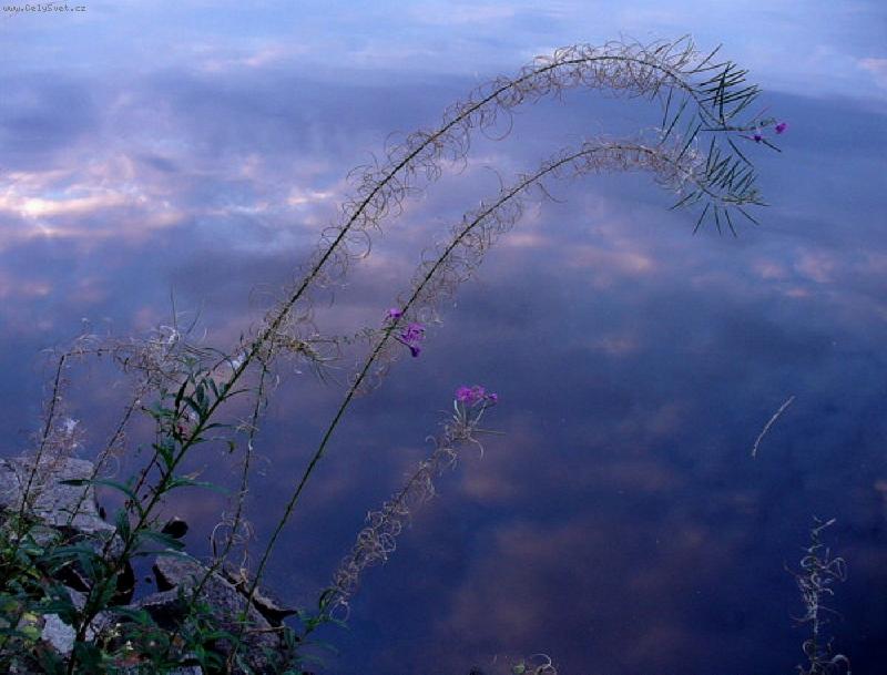 Foto: Pohled kyti�ky na oblohu