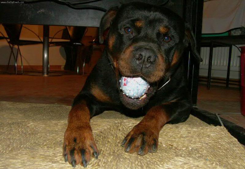 Foto: ADAR-A ned�m !!!!!