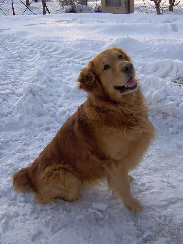 Foto: Bart-Na�e zlat��ko nejzlat�j��