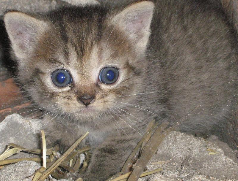 Foto: sem malink� micinka m�au