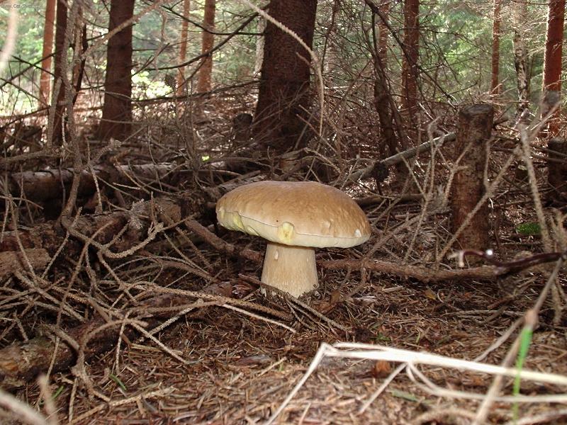 Foto: H�ib smrkov�-u� se na tebe sm�ju